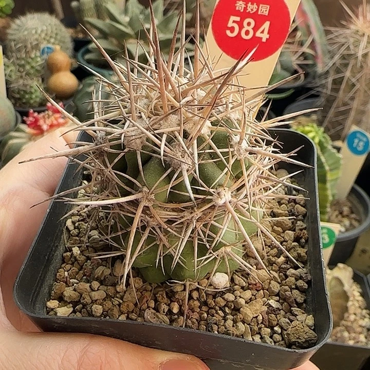 实生狂刺龙爪球侧面有疤4.1cm