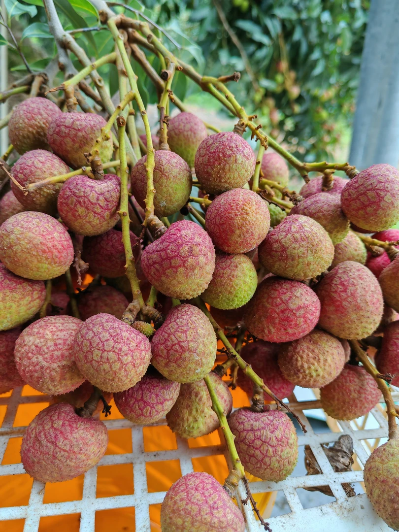 新鲜科技一号荔枝肉厚多汁香甜全国冷链快递包邮当季水果