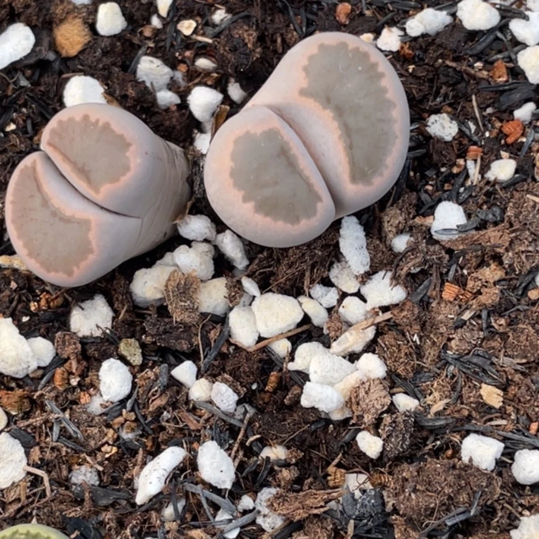 非偏远满20包邮843