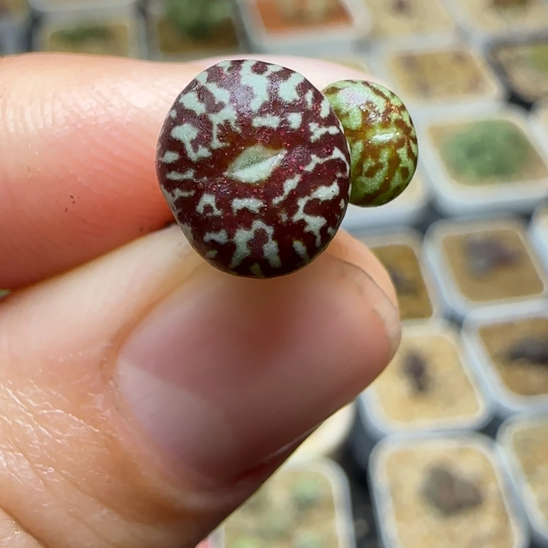 多肉精选超墨37号