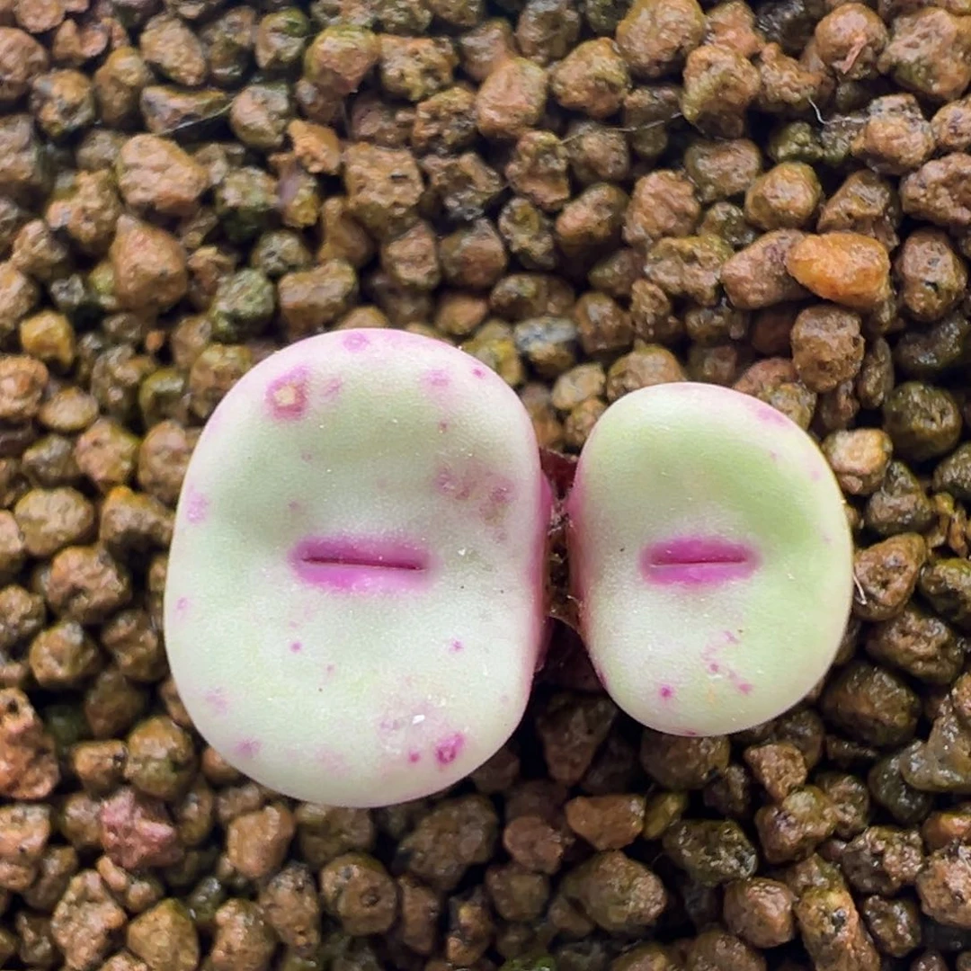 339号se产地嘴福利。