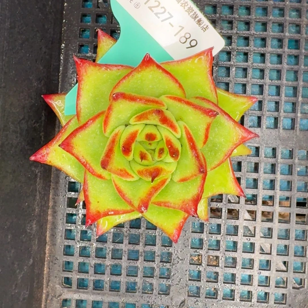 从前慢多肉编号1227-189