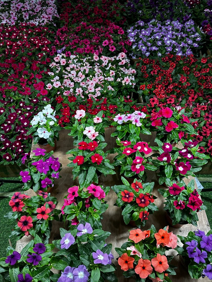 【两盆包邮】天天开盆栽四季观花长春花五叶梅带花苞窗台庭院