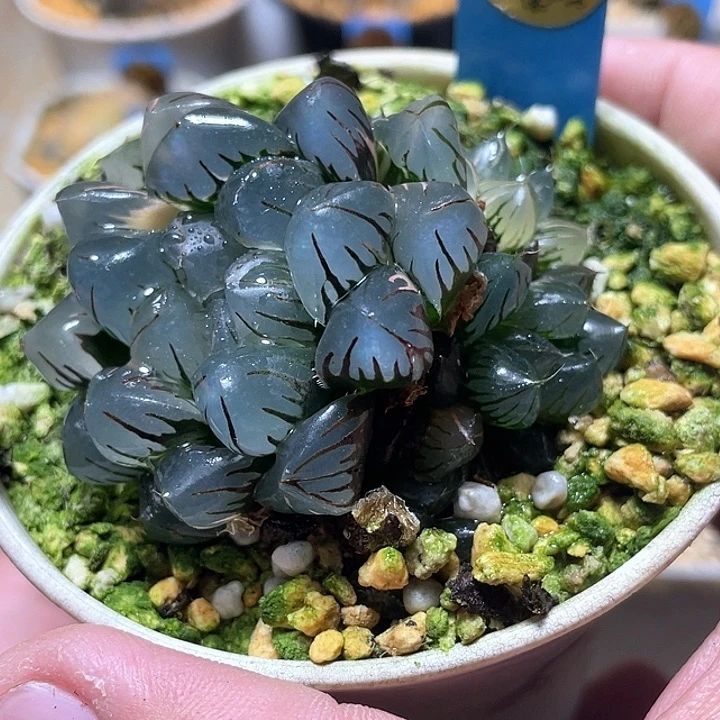 761发水中月群特选福利