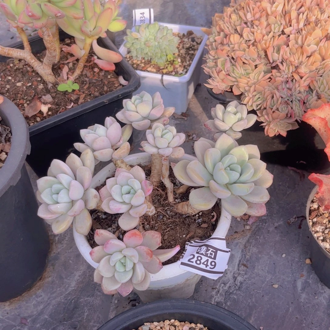 白鹭多肉植物2849