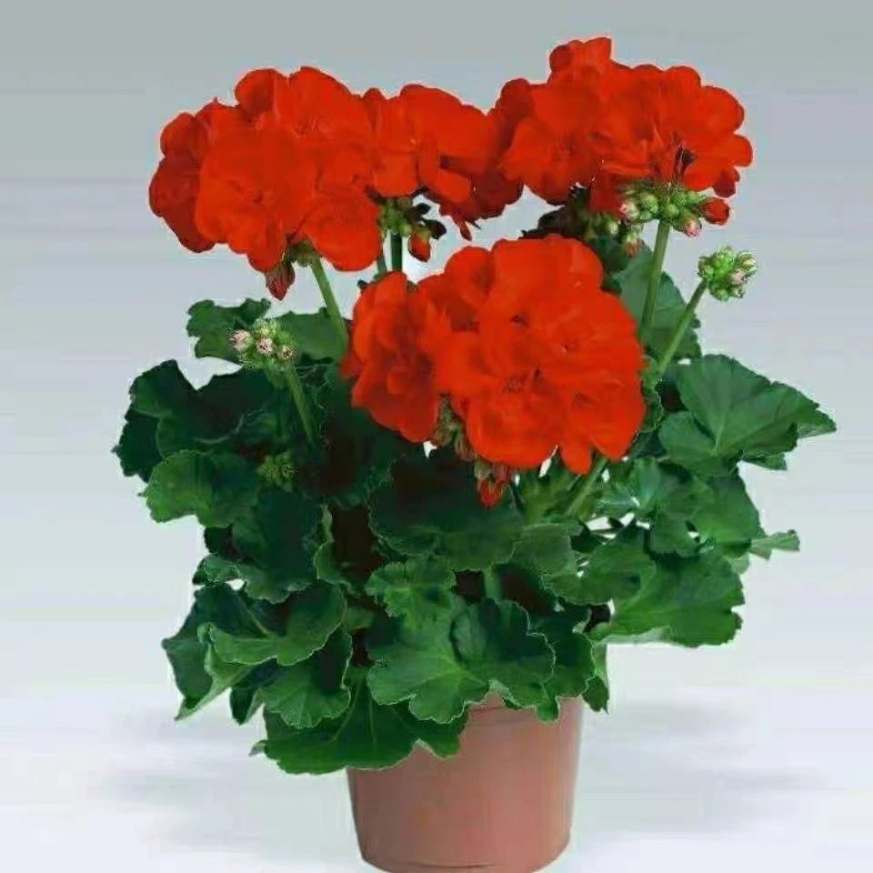 四季开花大花天竺葵花苗盆栽花苞不断发货花卉庭院阳台好养