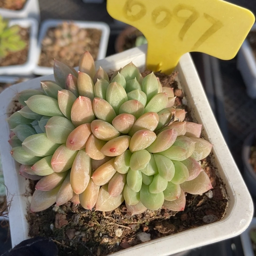 6097百搭翡翠多肉植物保护