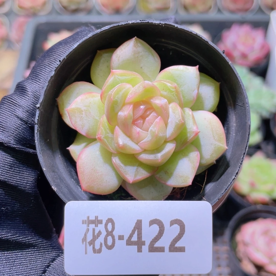 花利美8-422新品单头