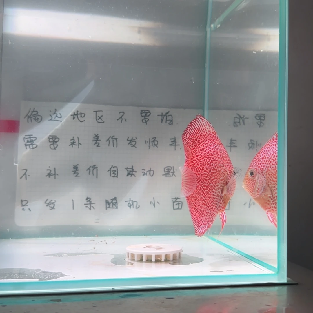 七彩神仙鱼肉身9偏远地区不拍