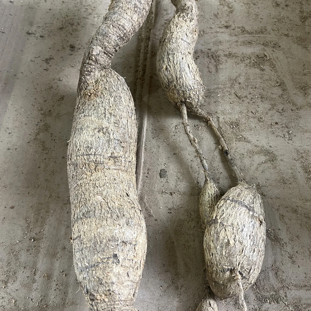 现挑现称 平时别拍