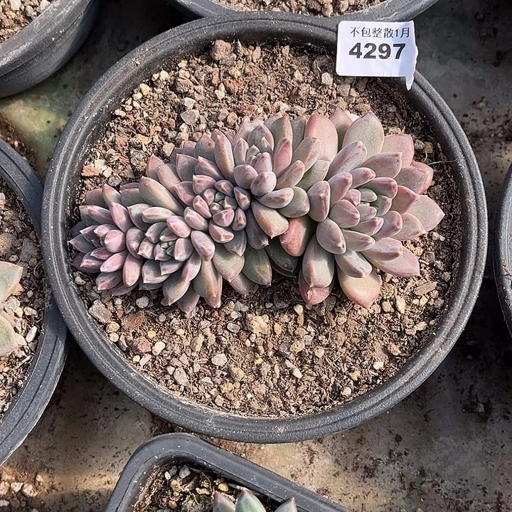 阿雅园艺。       4397