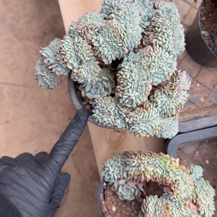 蜉***年15厘米左右一物一拍的