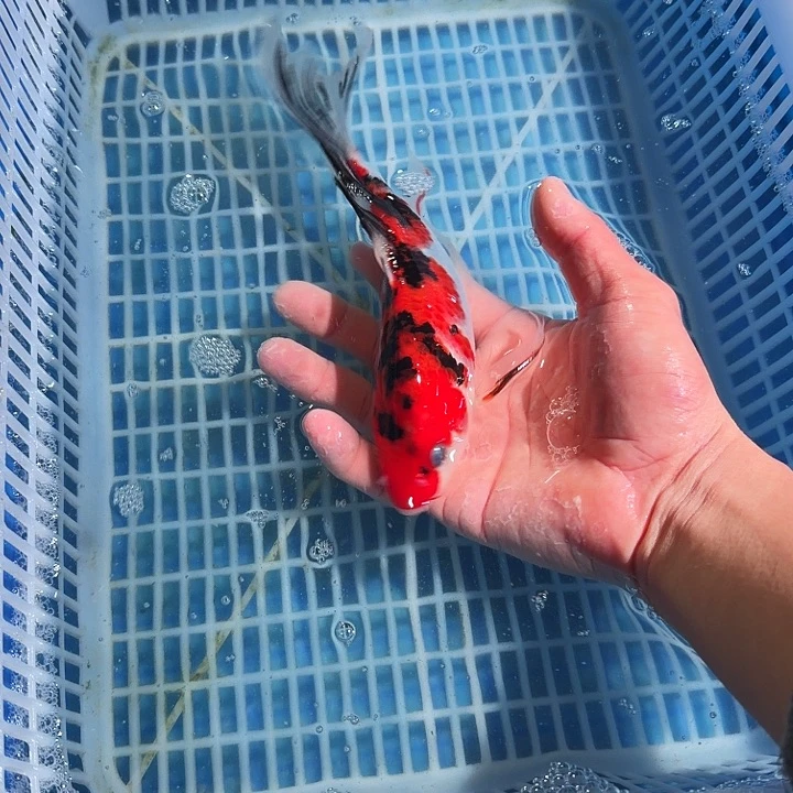 锦鲤锦鲤锦鲤锦鲤