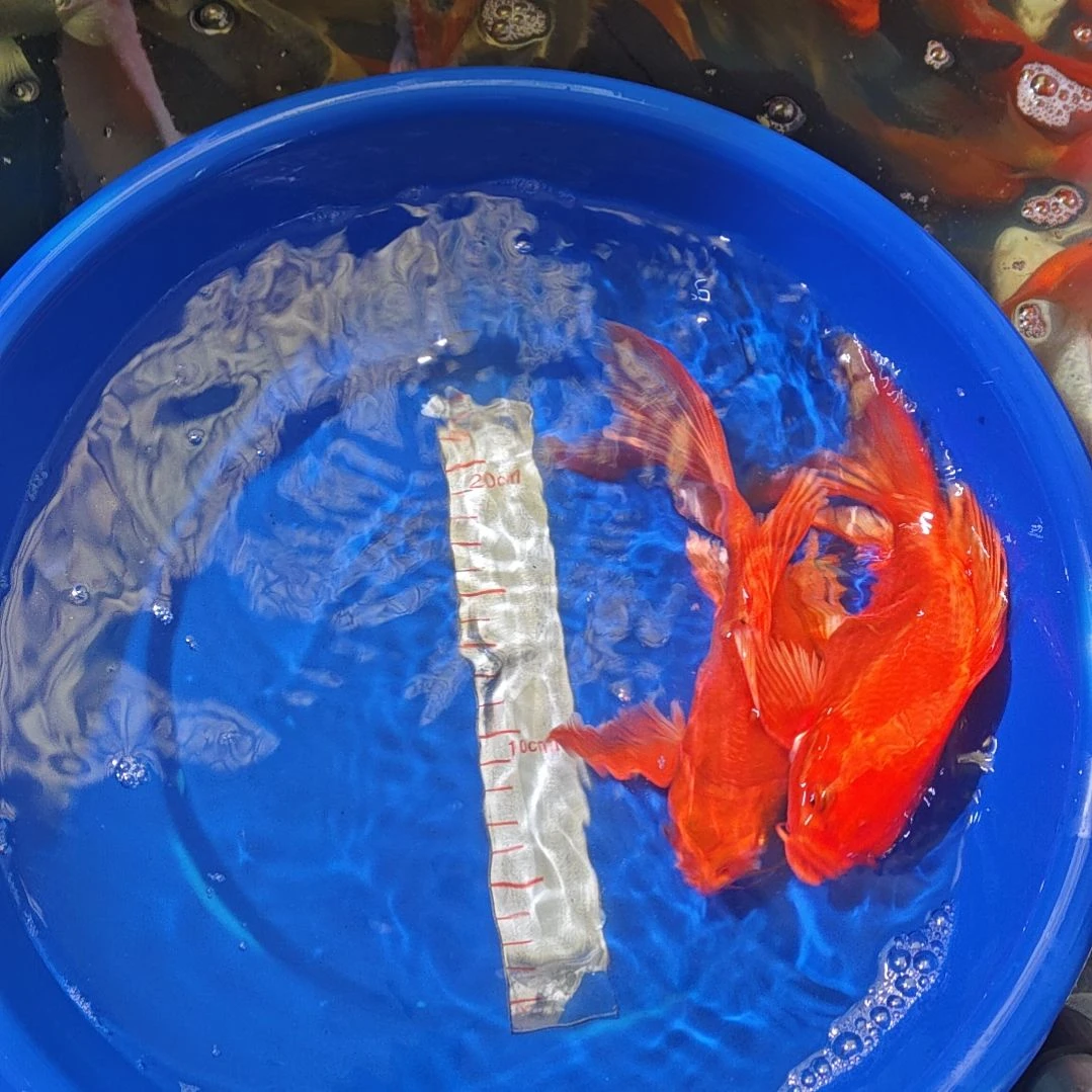 中国大陆冷水观赏鱼蝴蝶鲤