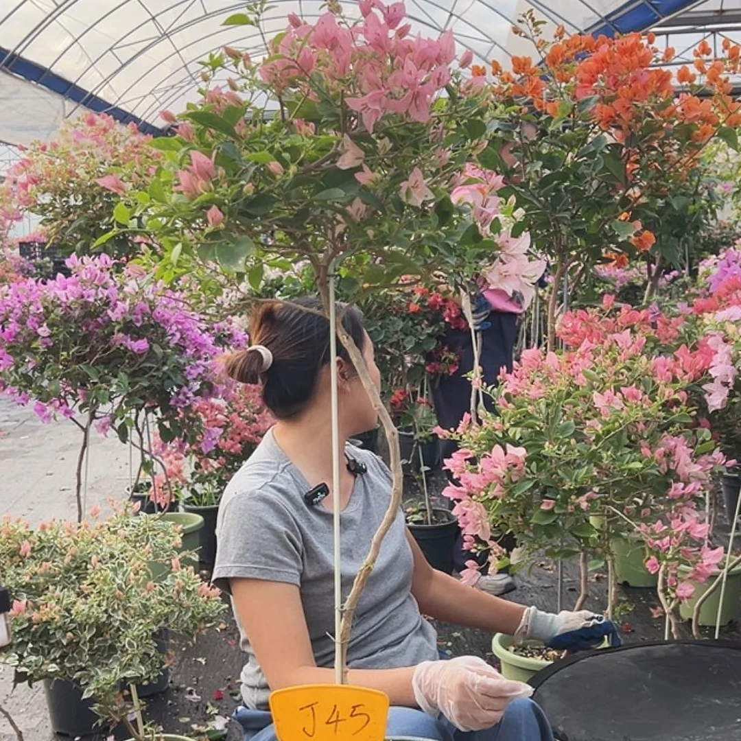 月***亮大部分花苞少量开放J45婆罗洲樱花