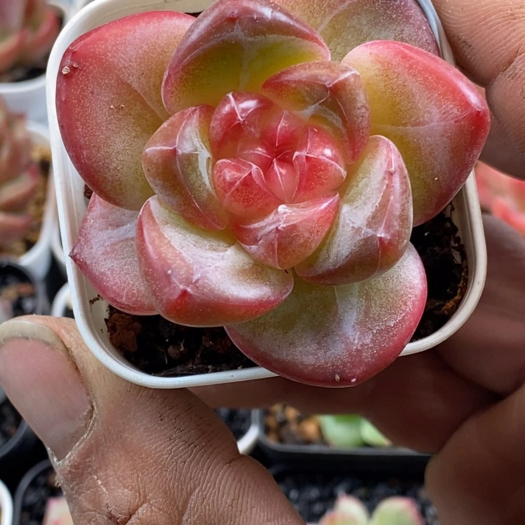 天官赐福百无禁忌