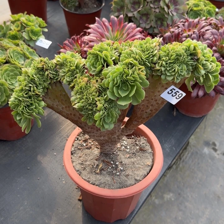 元***子多肉植物绿羊缀559