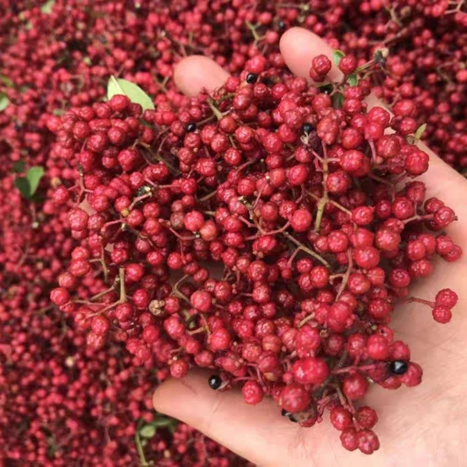 新鲜花椒陕西大红袍鲜花椒特麻特香可炸麻油坏损鲜花椒现摘现卖