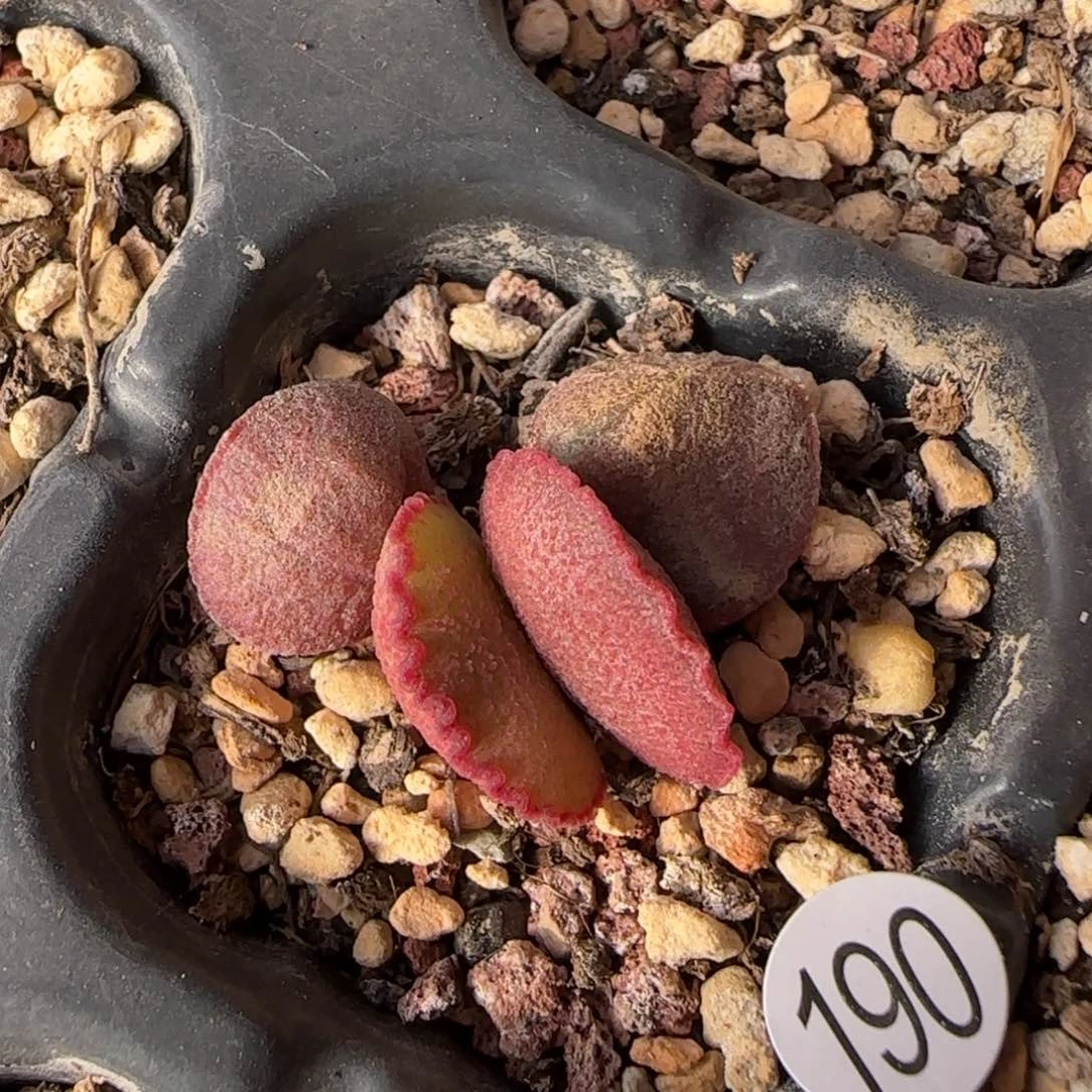 磨砂蛋多肉植物190