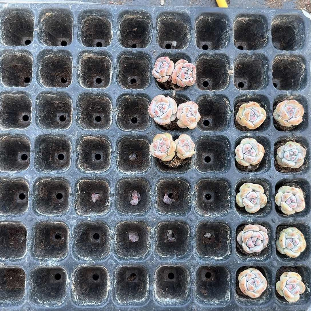 小棉花一物一拍专拍