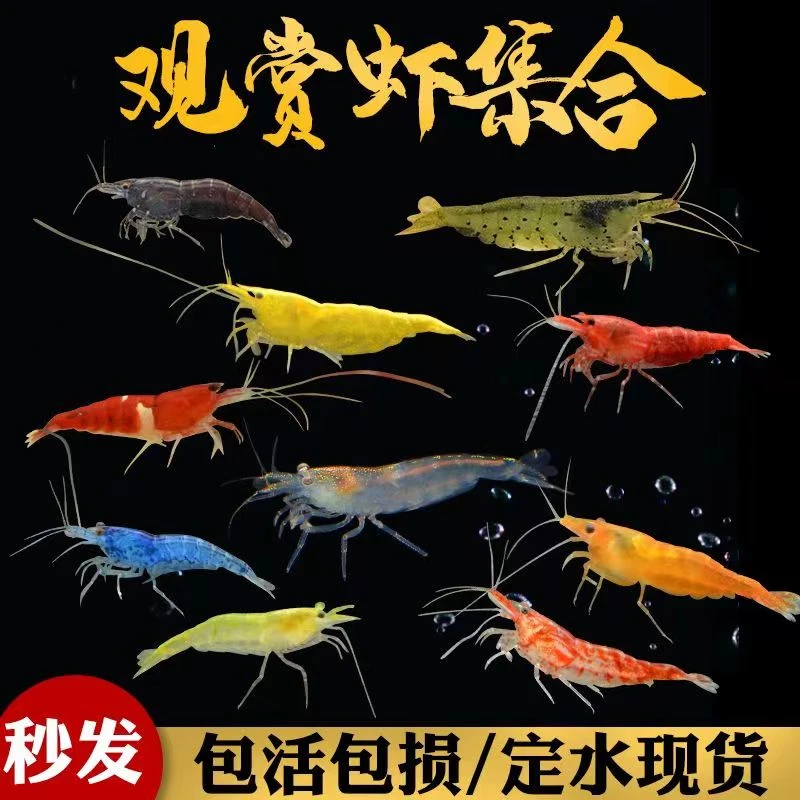 观赏虾活体淡水小型虾宠物鱼缸除藻工具虾樱花极火蓝宝石香吉士虾