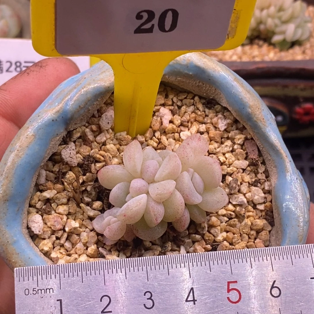 620冰玉石化5头小树……