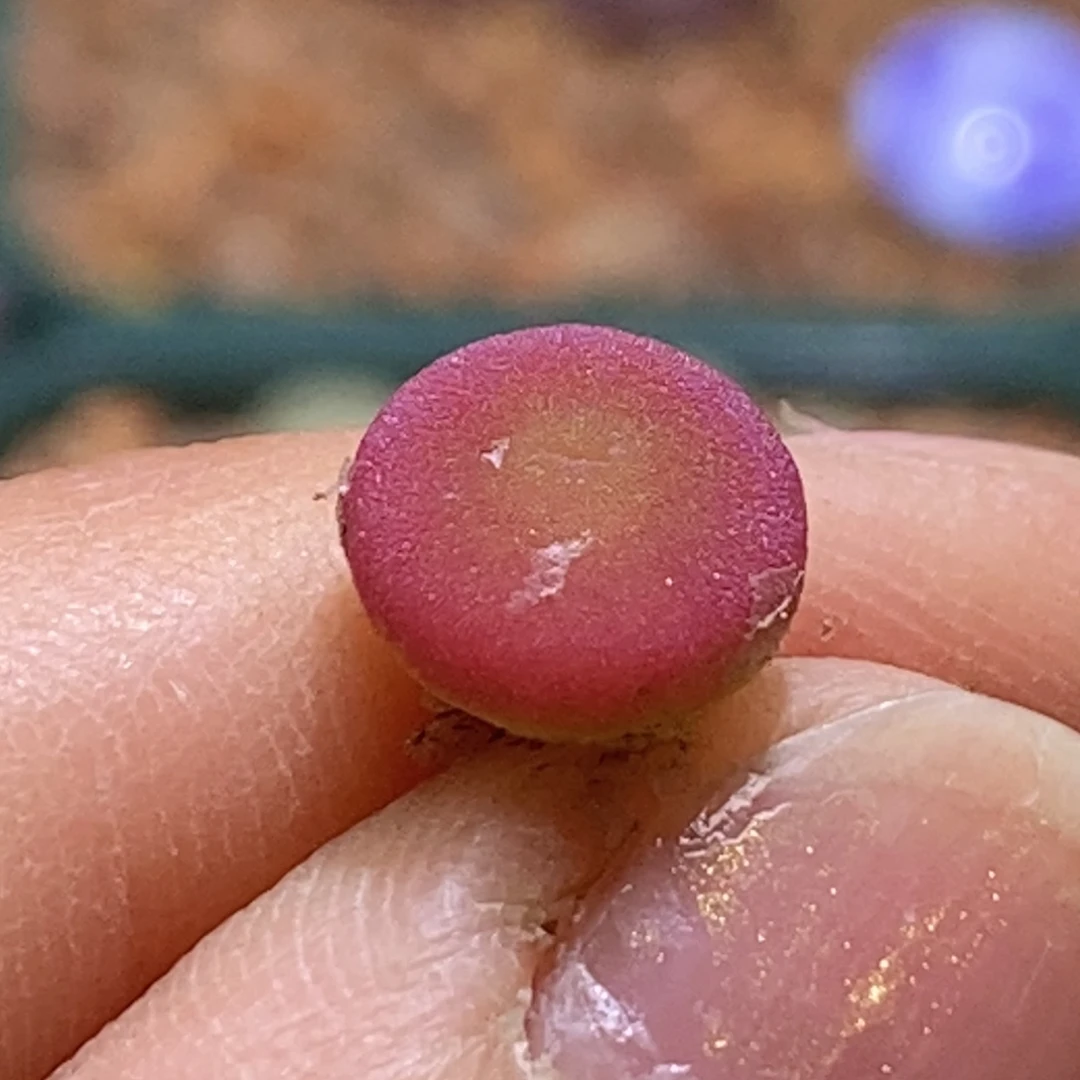 开播福利就一颗哈默mo