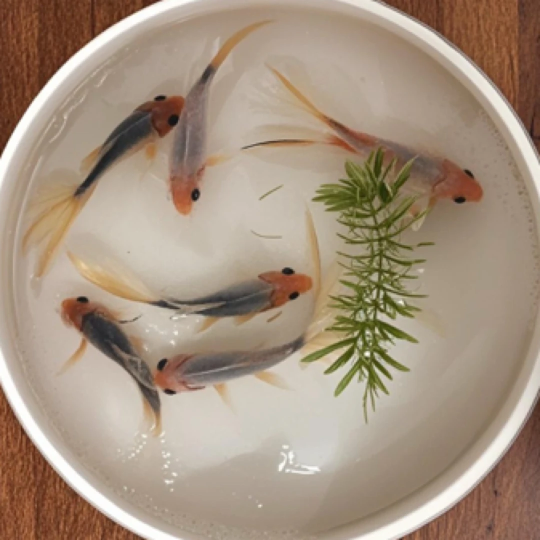 【精品水墨鹦鹉】保29尾3-5公分 颜色随机混搭 全国包邮包损