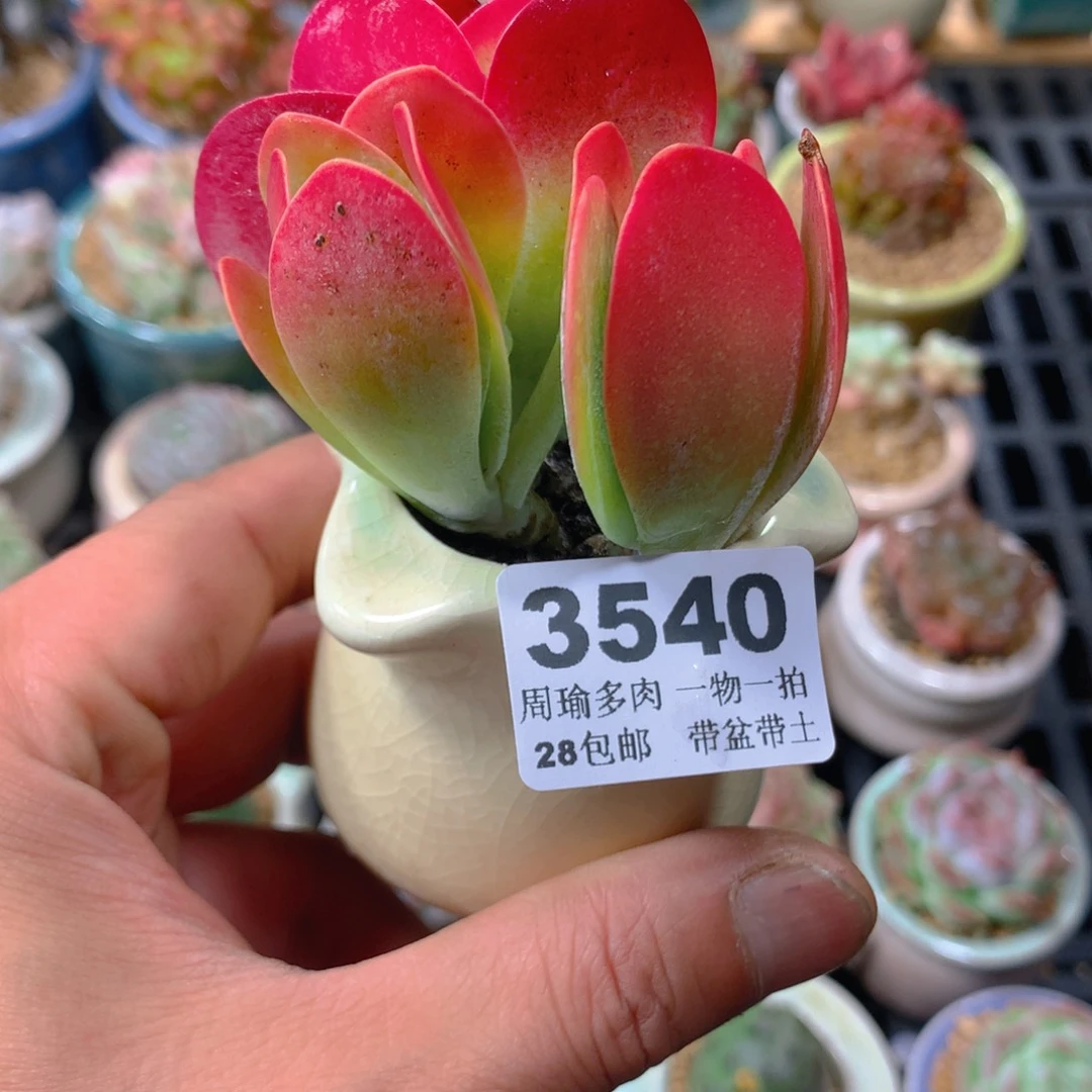 5厘米盆精控多肉3540