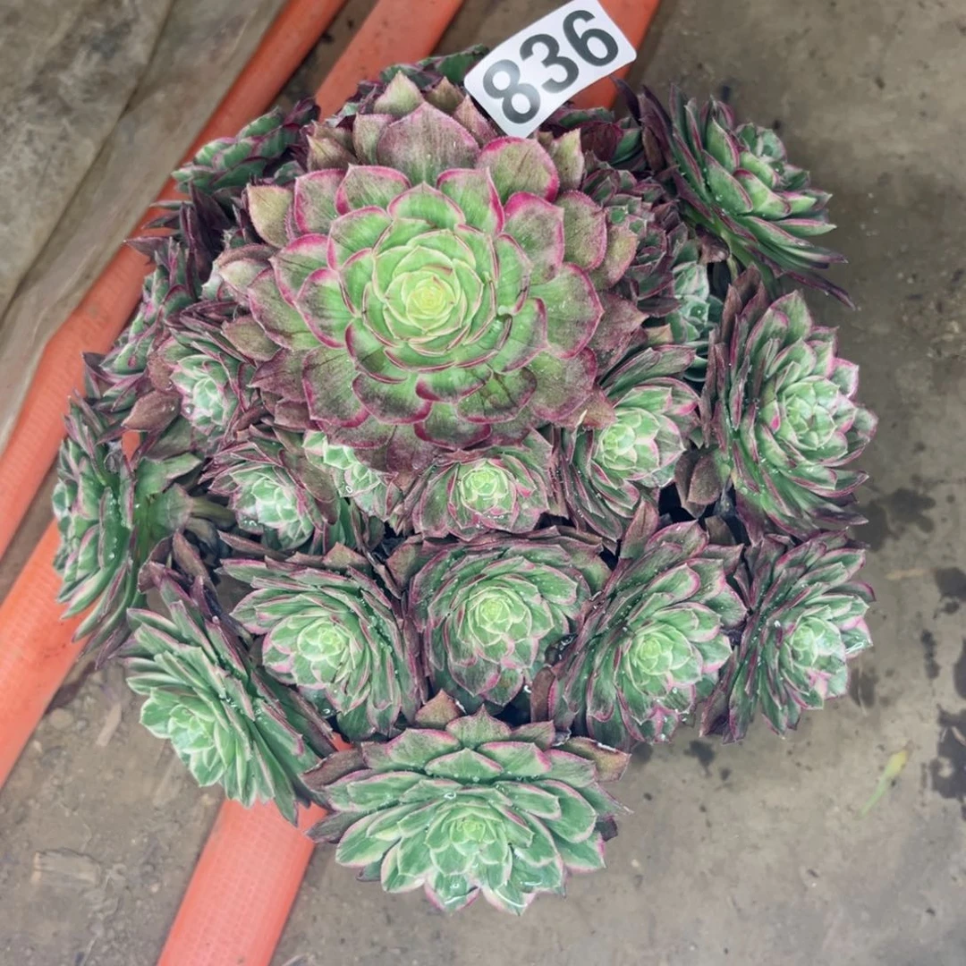 836水晶莲花多肉植物