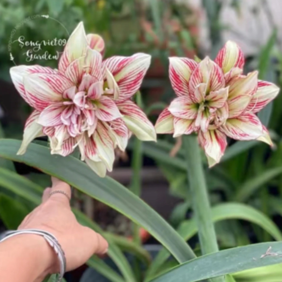 【越南朱】第九章/奥黛丽贝拉/乔安娜朱顶红花卉