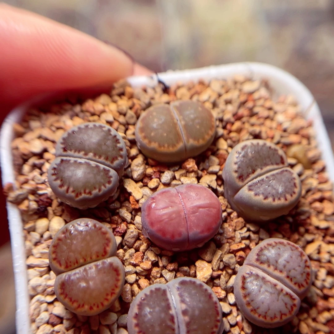 296号带盆盆包邮发货