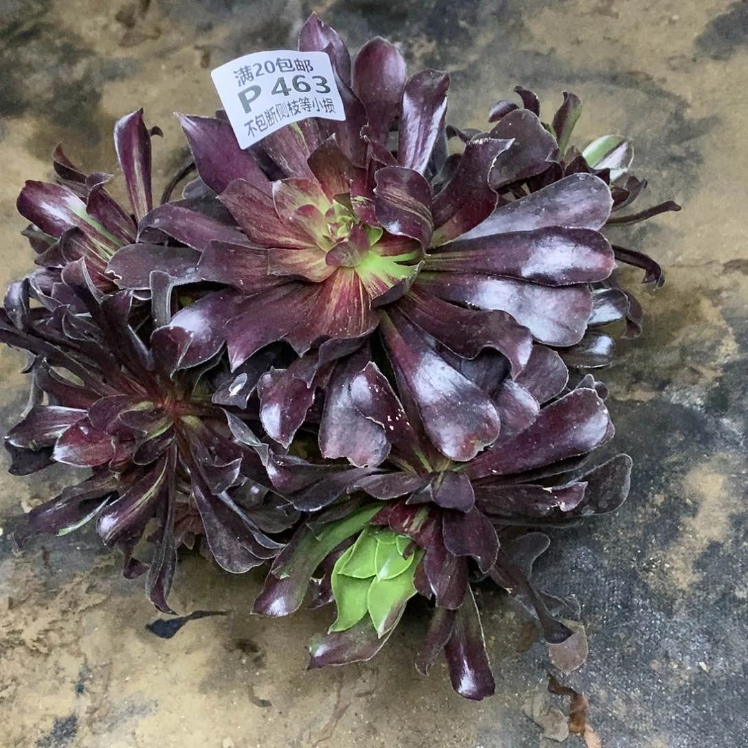 463欧若拉多肉法师