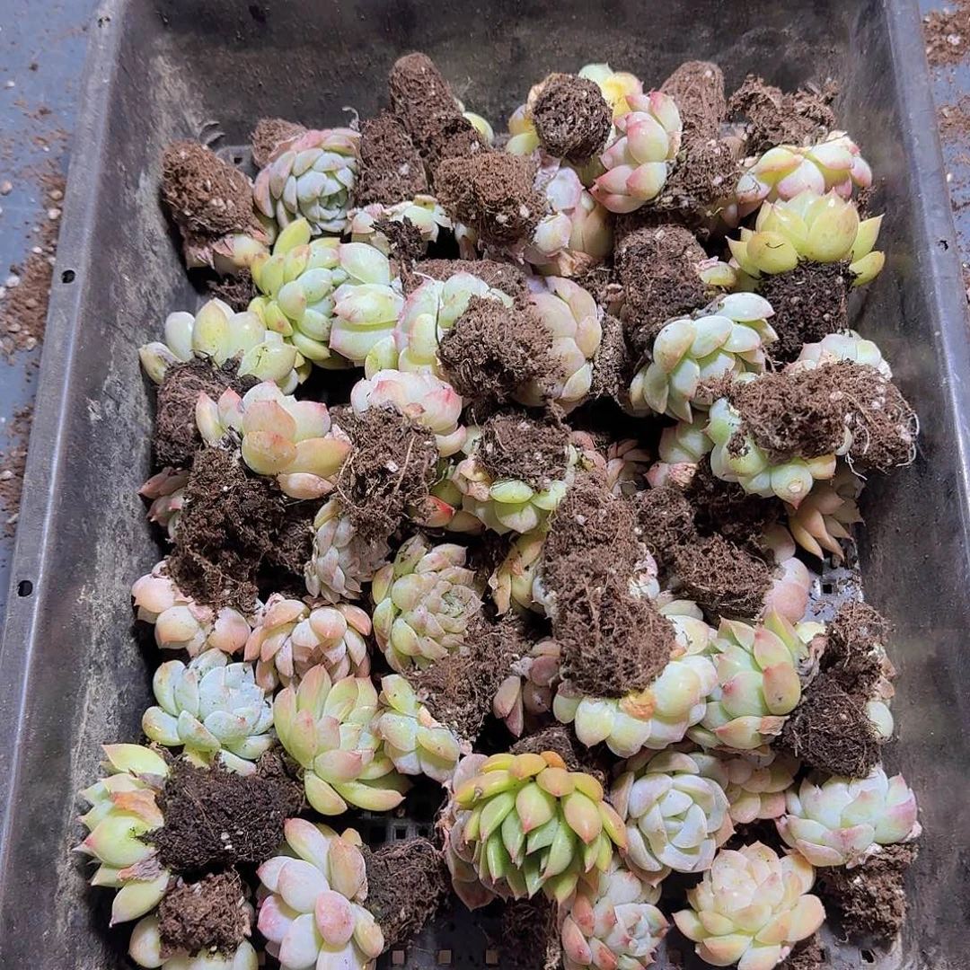 直播福利一物一拍254