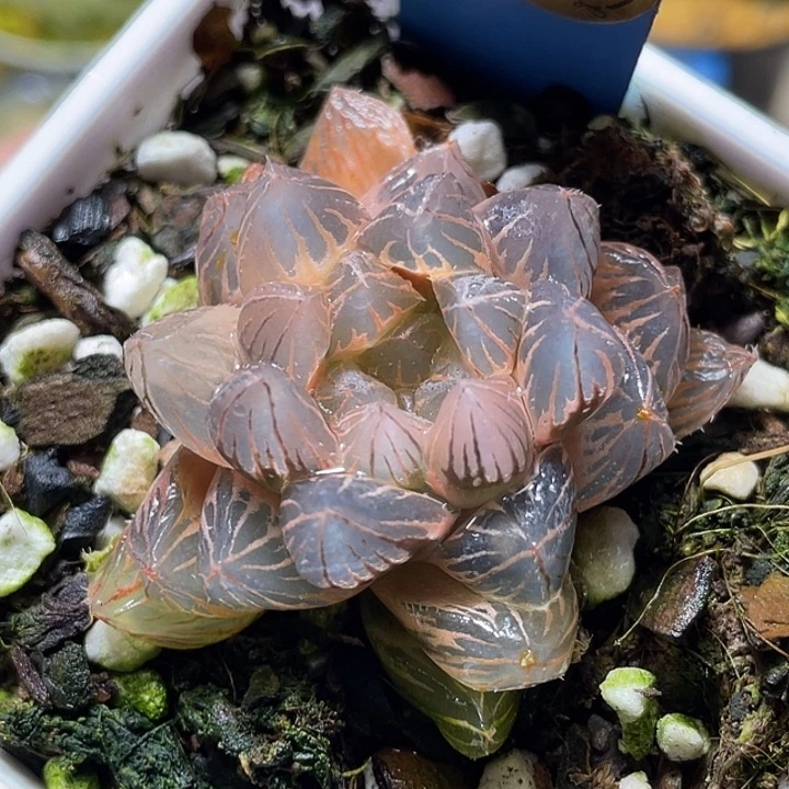 550糊斑霓虹灯锦福利