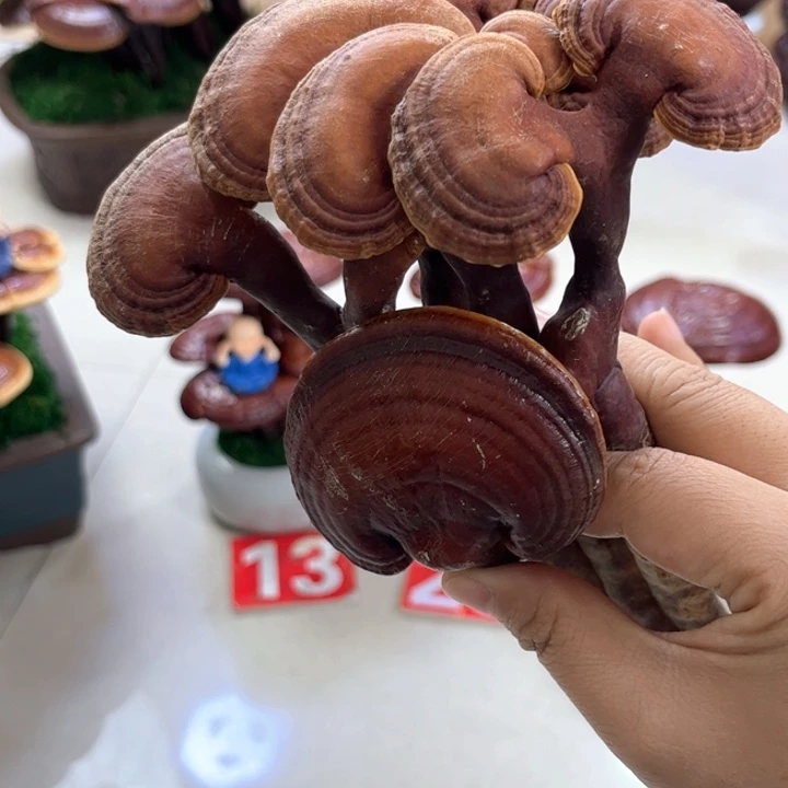 无花朵灵芝盆景 可观赏 可食用