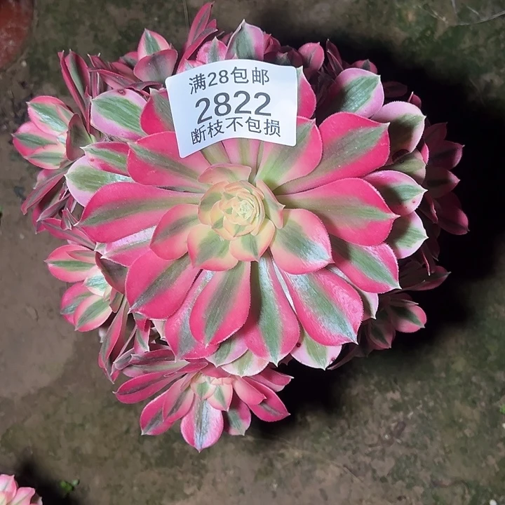 2822粉女巫多肉植物