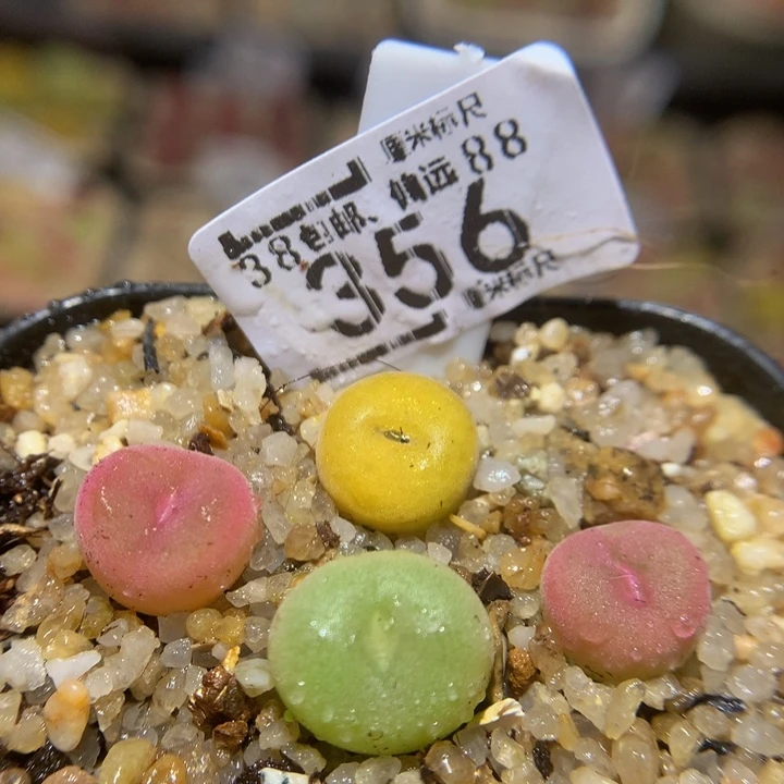 Dsss精品生石花356