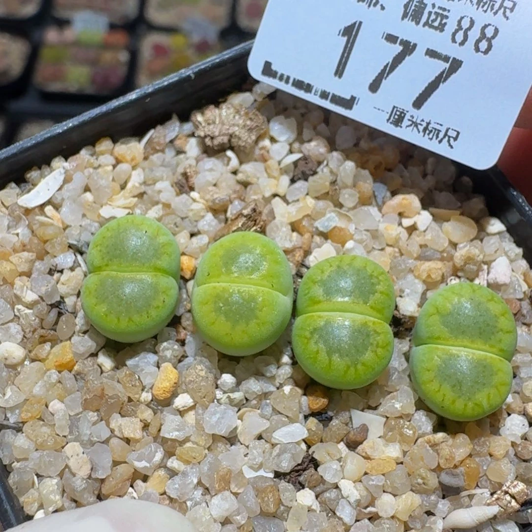 zzzz生石花肉锥177