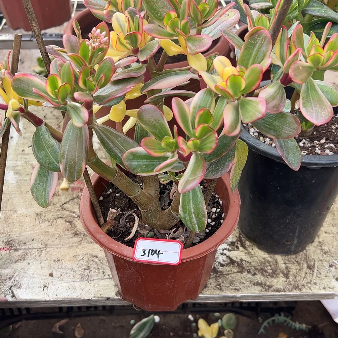 稀有变异锦带盆发货3104