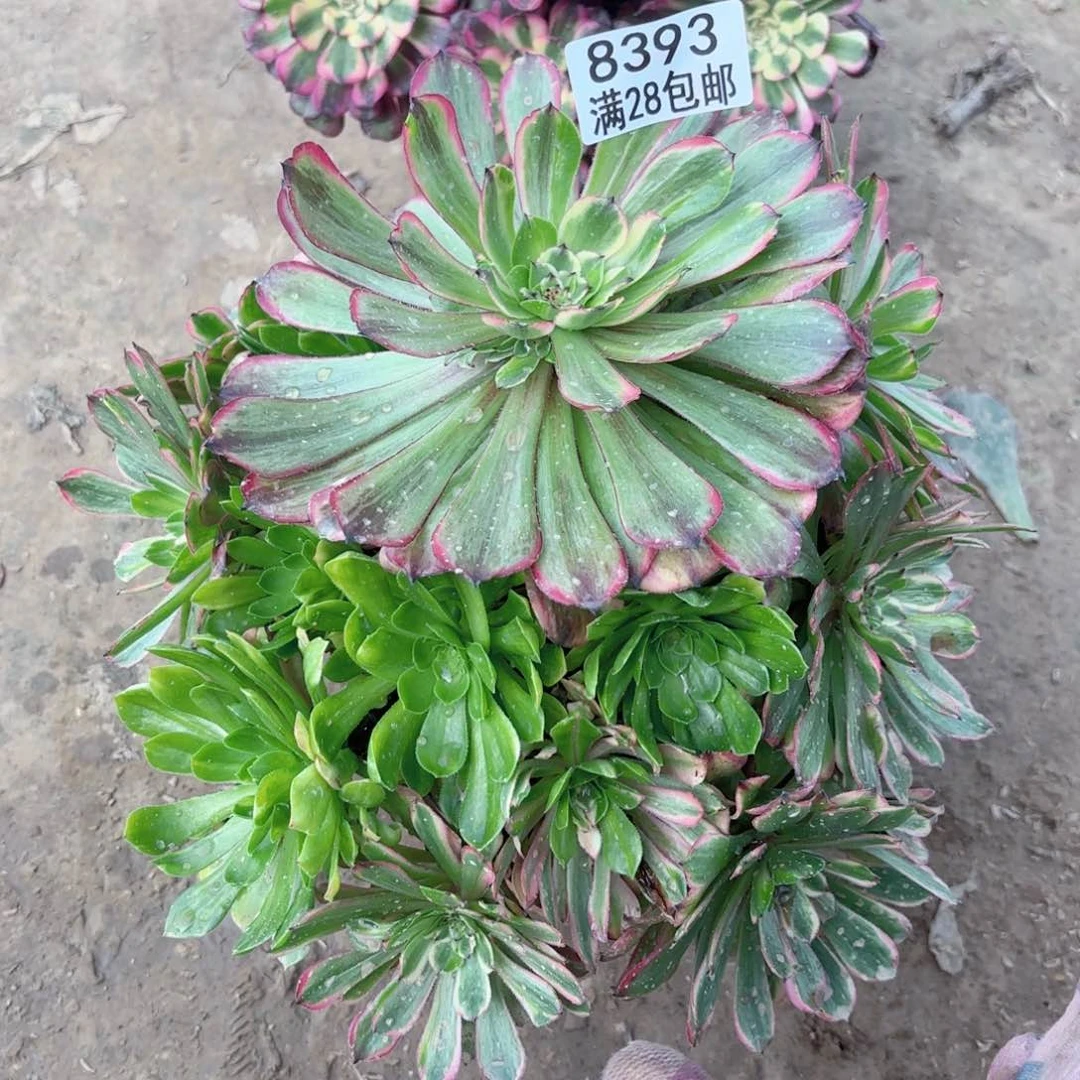 韩*8393粉带多肉111