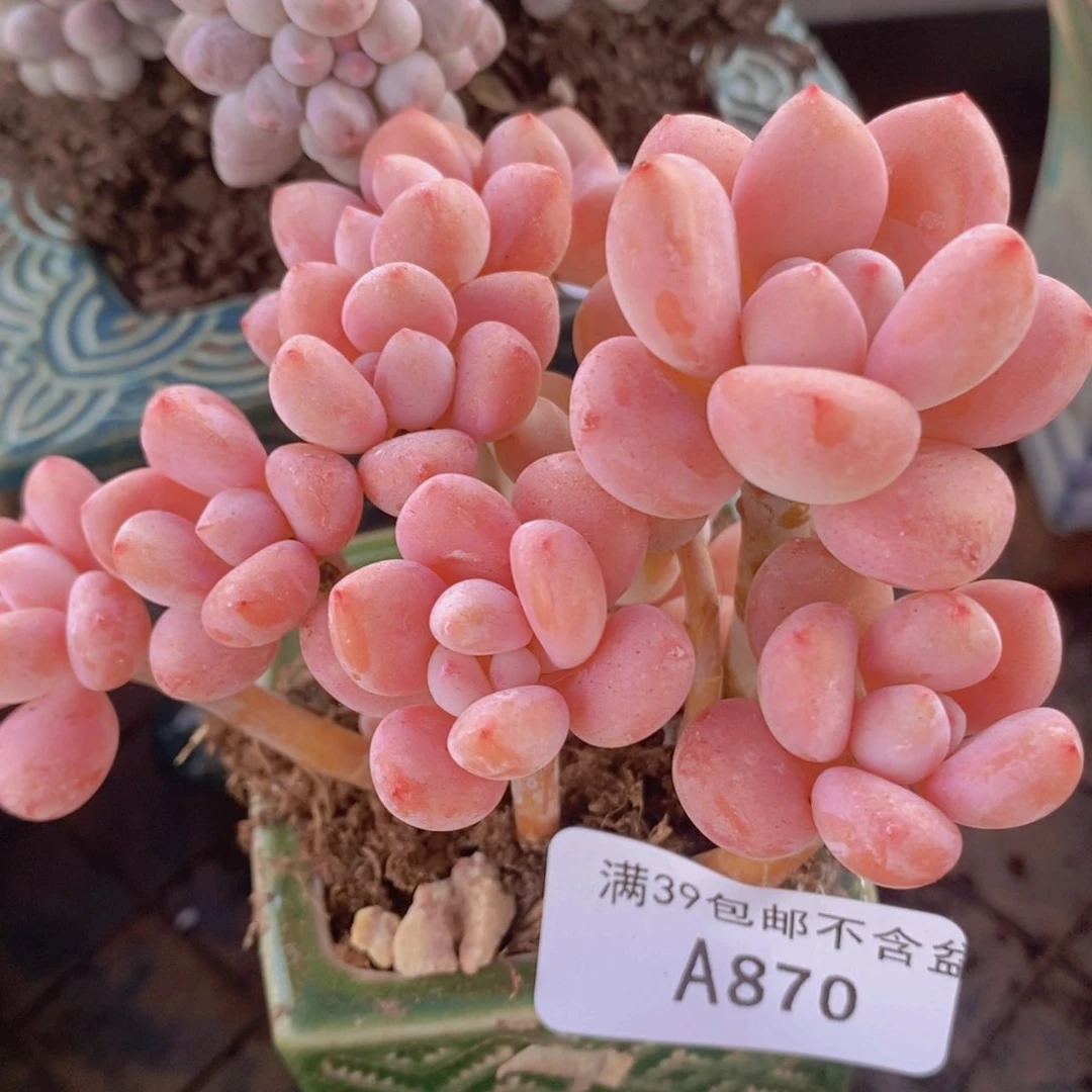 樱花洛神8cm870多肉植物