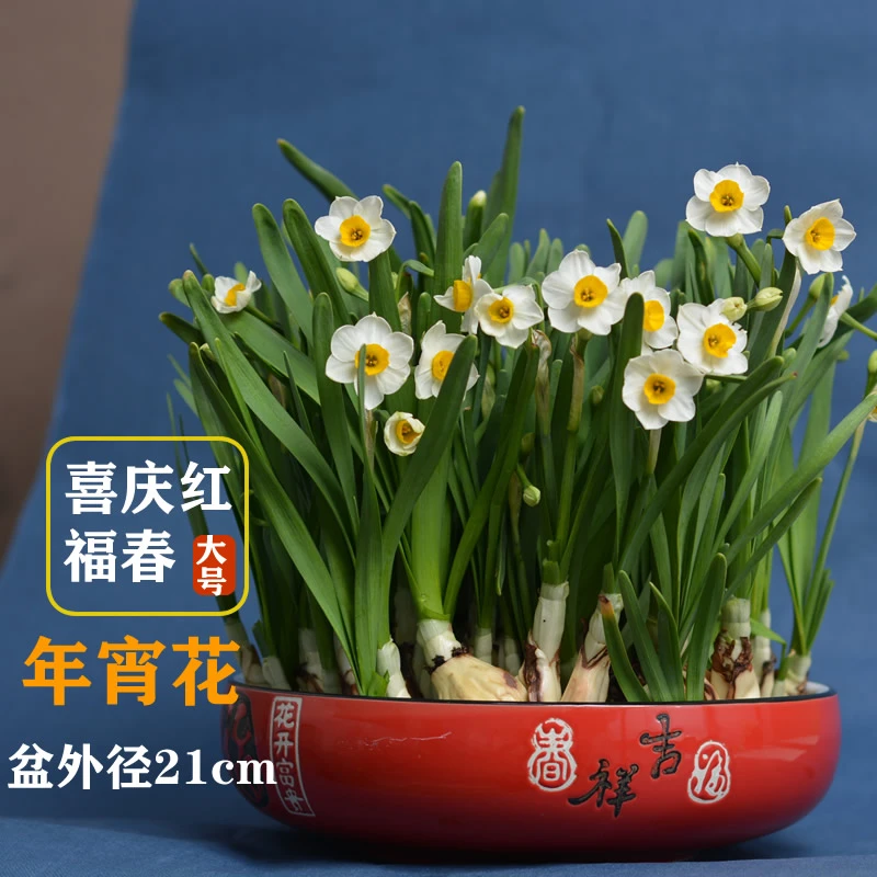 [春节年宵花]已养护已矮化漳州正宗水仙花水培冬季室内盆栽