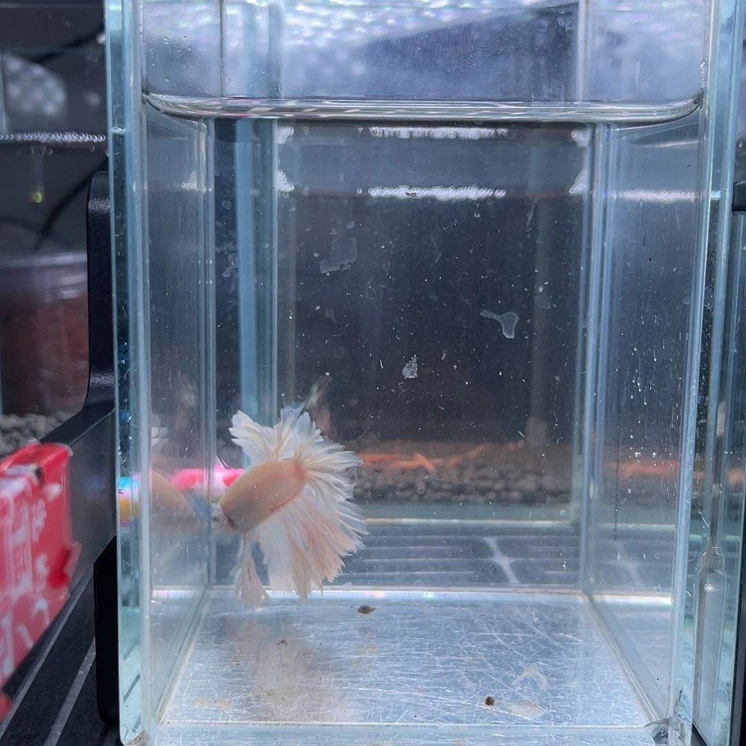 斗鱼002号粉白hmpk公