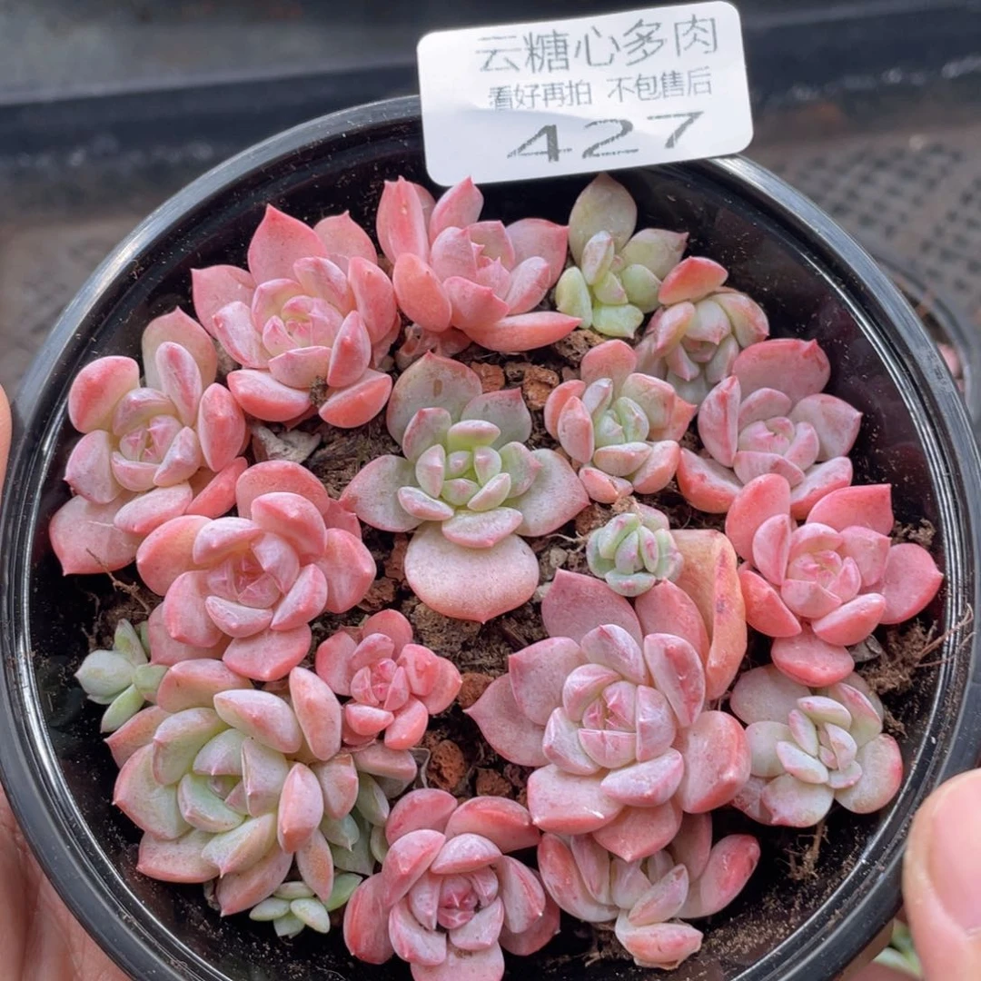 云糖心多肉植物427
