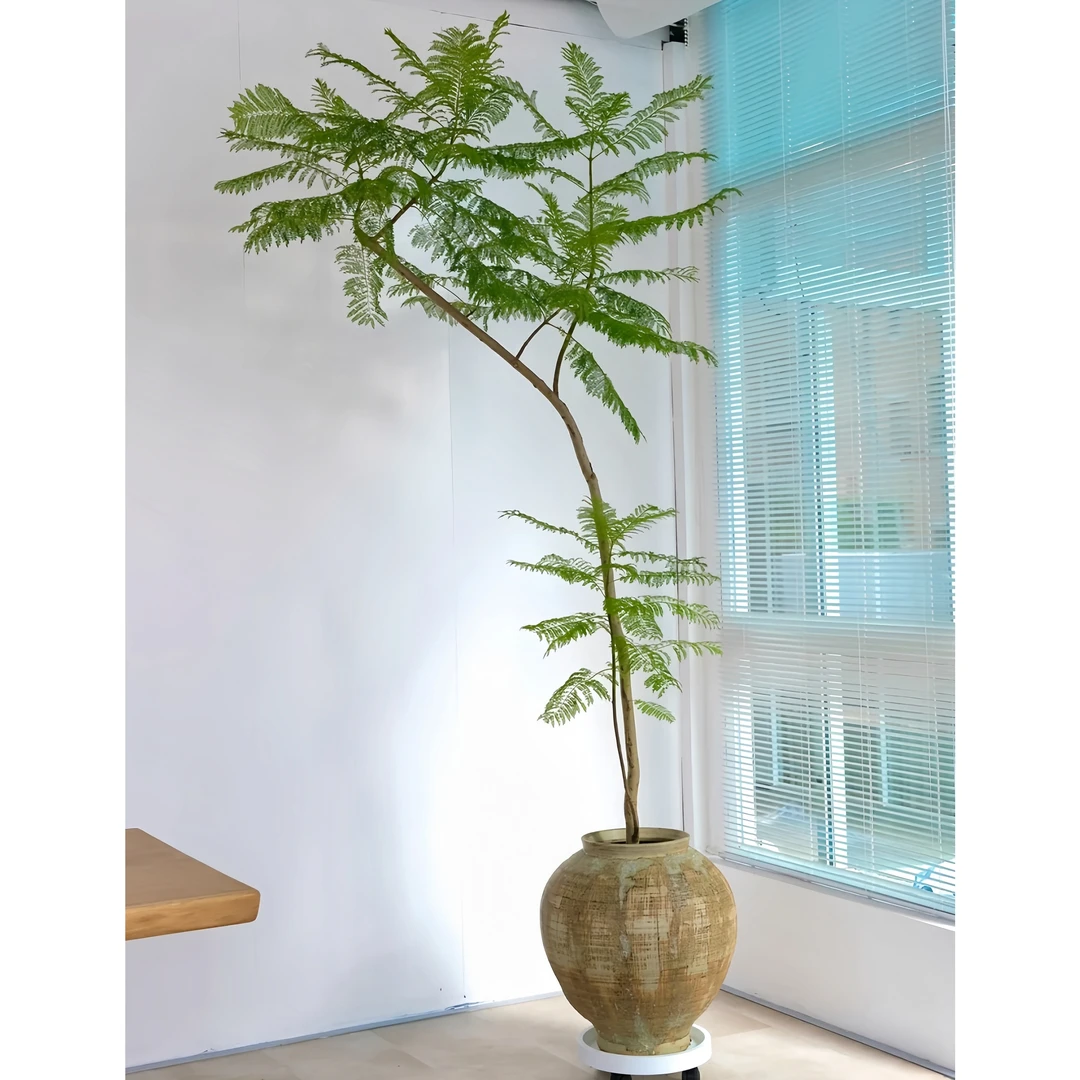 蓝花楹落地款绿植阳台客厅庭院中式风格浪漫造景盆栽