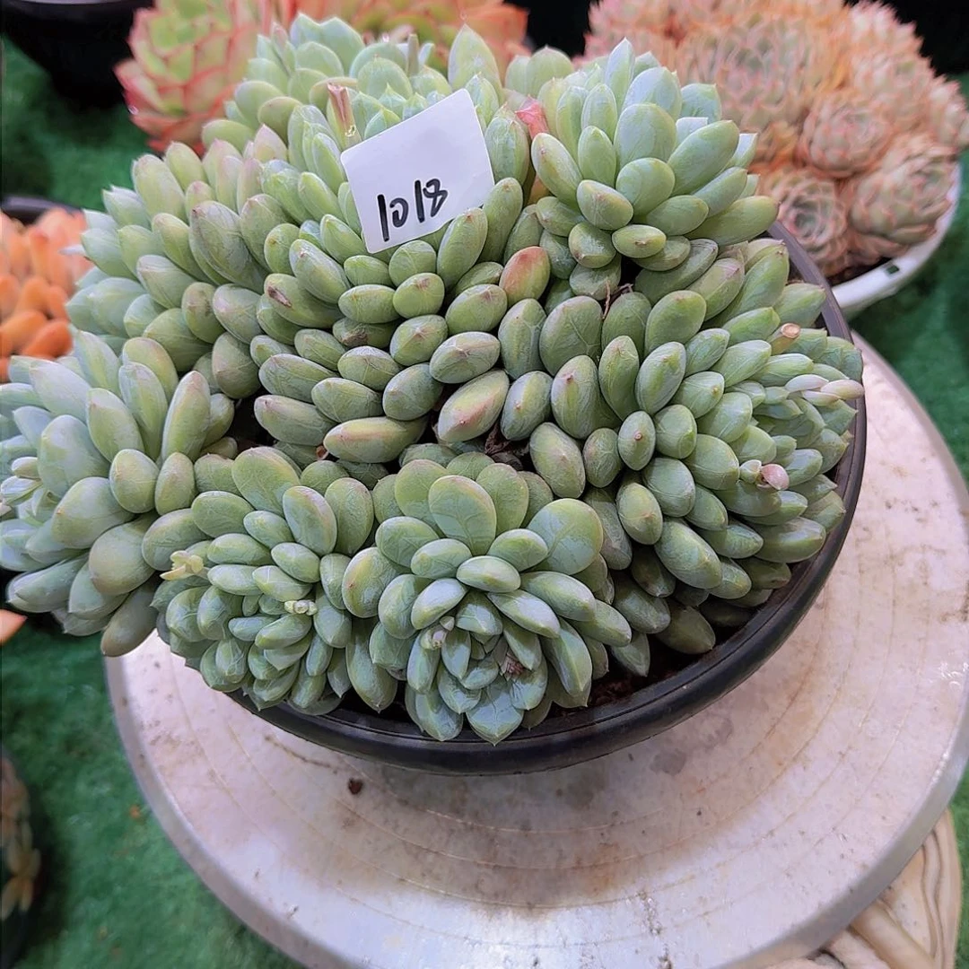 小***?1018百搭翡翠多肉植物