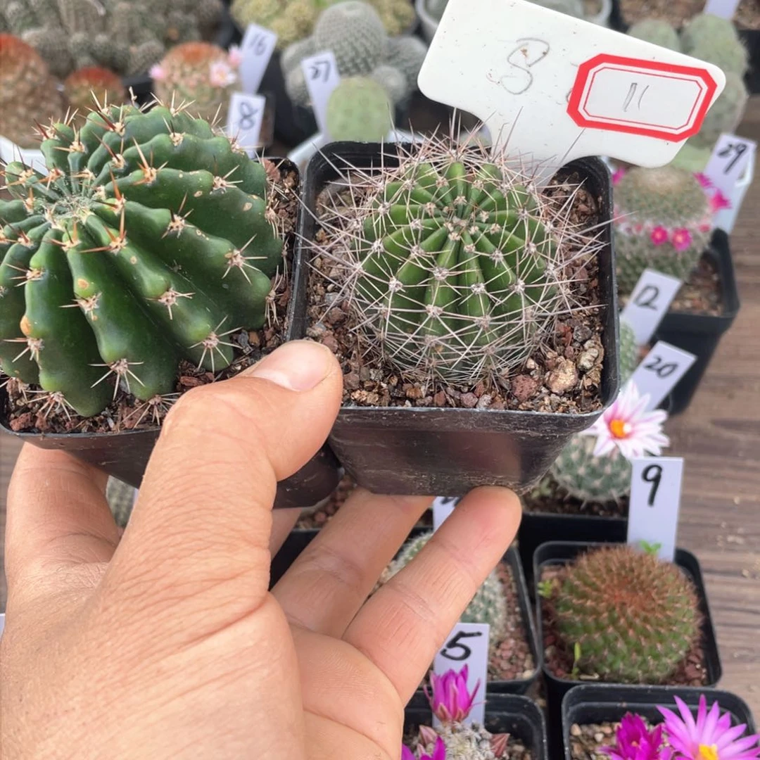 11往事多肉园仙人球