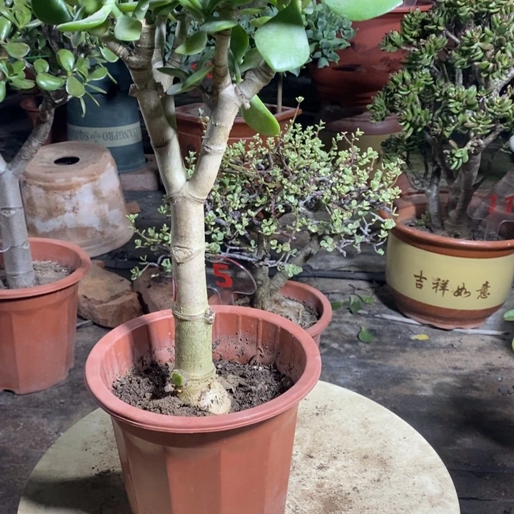 五***登原始老青玉一物一拍