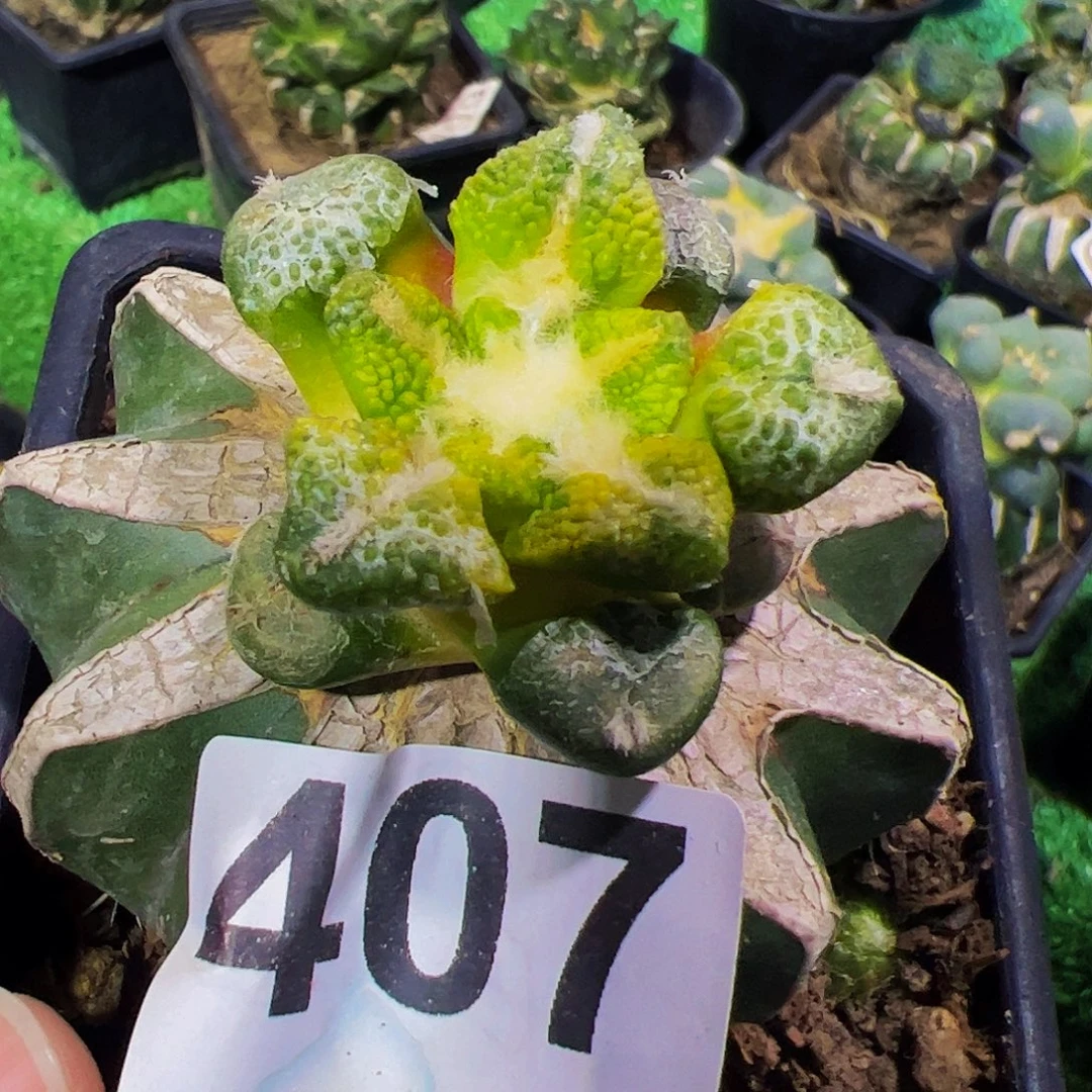 无花朵福利黑牡丹锦407